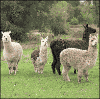 1 Lama und 3 Alpakas