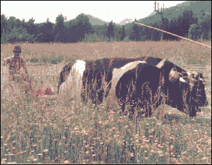 Heum&auml;hen mit Ochsen