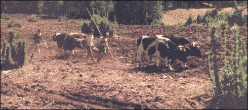 2 Ochsengespanne beim Pfl&uuml;gen